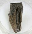 Triceratops Shed Tooth - Montana #30164-1